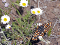 Checkerspot in Daisies